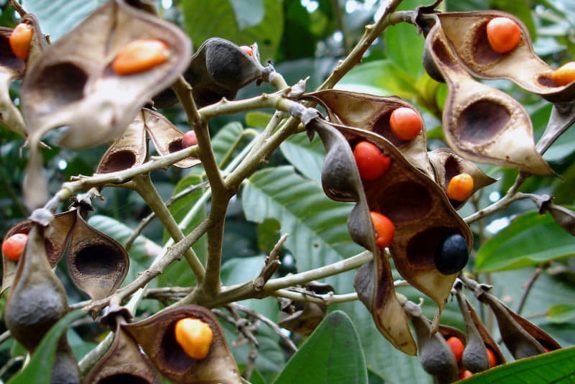 Fruits de plantes tropicales dans leurs gousses, avec des graines orange, noire et brune.