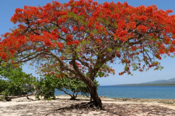 Un flamboyant aux fleurs rouges près d'une plage ensoleillée.