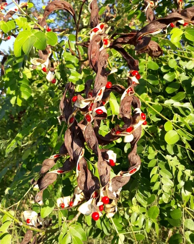 Rameau de fleurs rouges et gousses brunes enroulées sur un fond de feuillage vert.