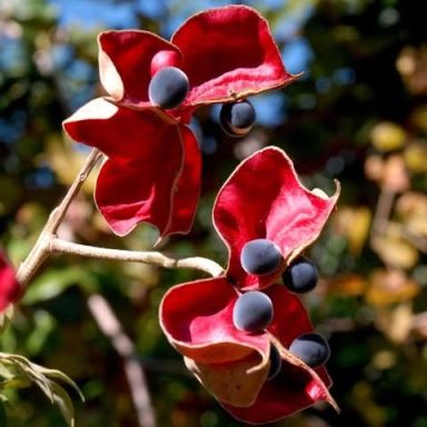 Fleurs rouges avec des fruits noirs en forme de sphères, en arrière-plan flou.