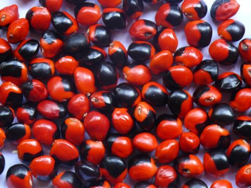 Grains de couleurs vives, rouges et noirs, disposés aléatoirement.