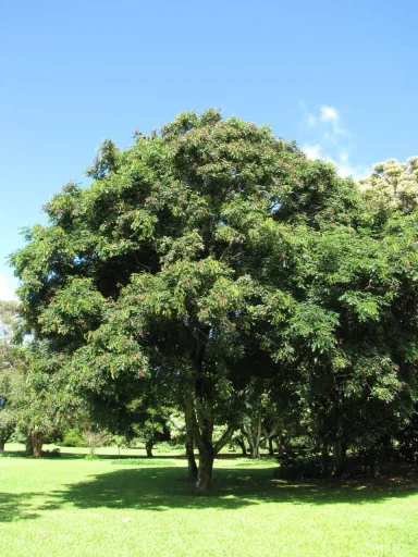 Grand arbre verdoyant sur une pelouse, ciel bleu en arrière-plan.