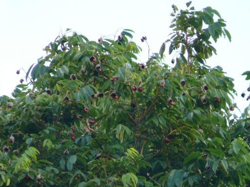 Arbre feuillu avec des baies rouges, ciel clair en arrière-plan.
