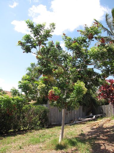 Un arbre fruitier avec des fruits rouges dans un jardin ensoleillé.
